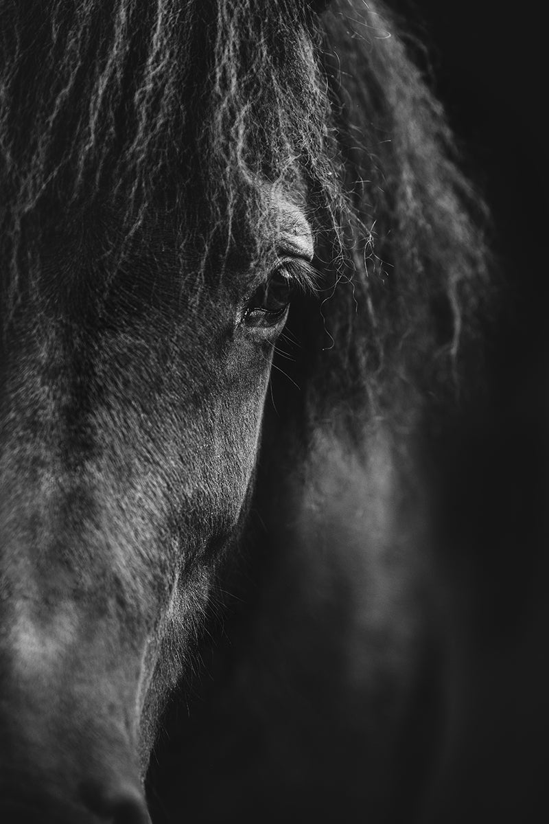 Fine Art Horse Photo