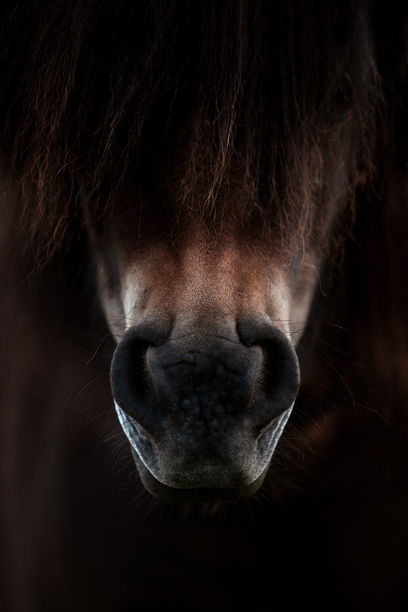 Horse Nose Fine Art Photo