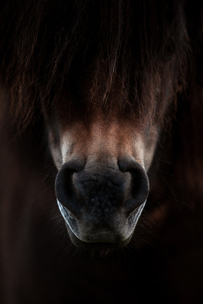 Horse Nose Fine Art Photo