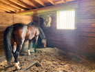 Horse in Barn photo