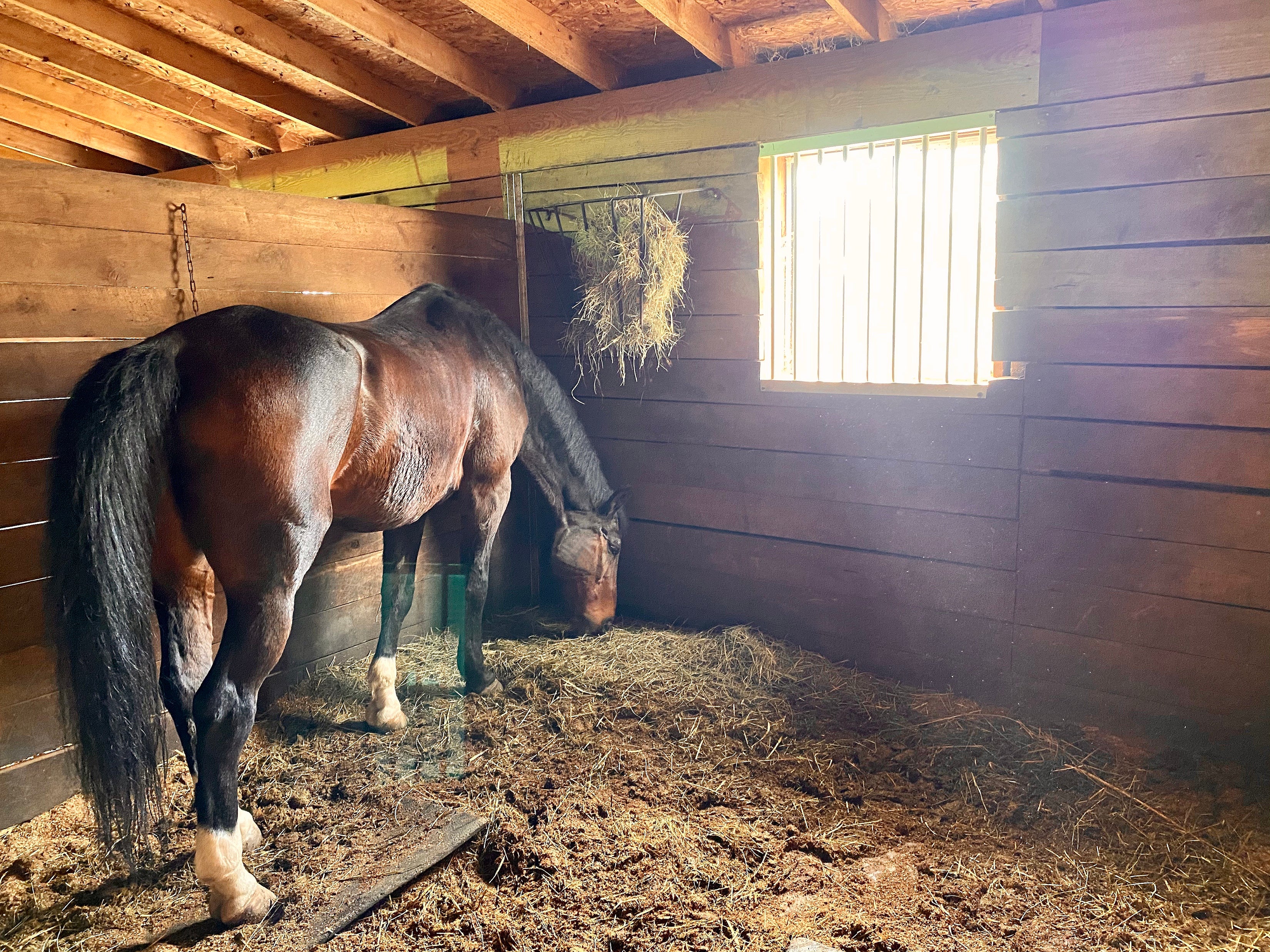 Horse in Barn photo
