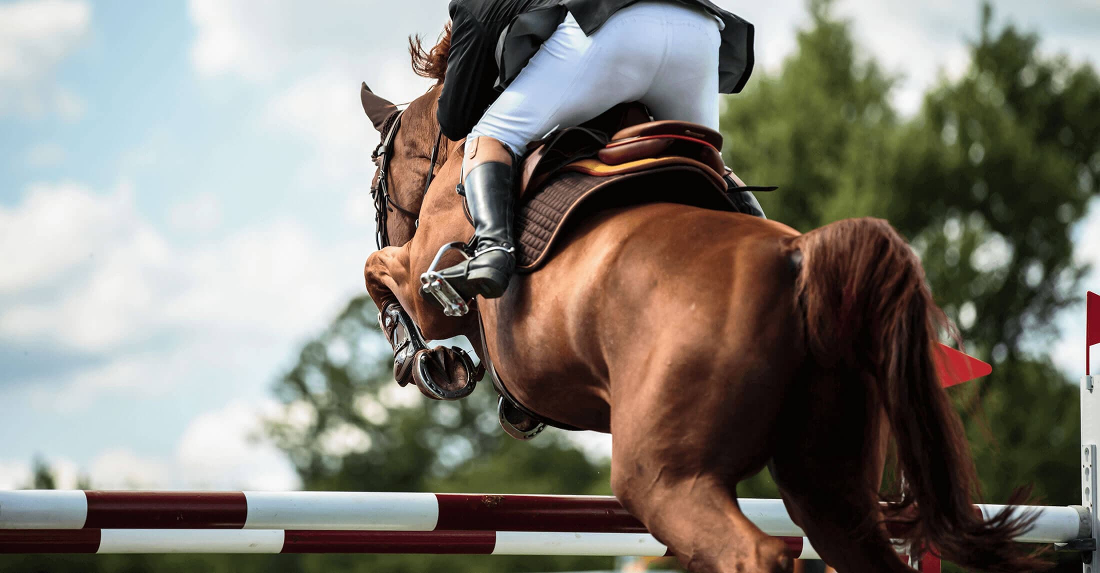 horse jumping